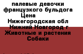палевые девочки - французкого бульдога › Цена ­ 35 000 - Нижегородская обл., Нижний Новгород г. Животные и растения » Собаки   